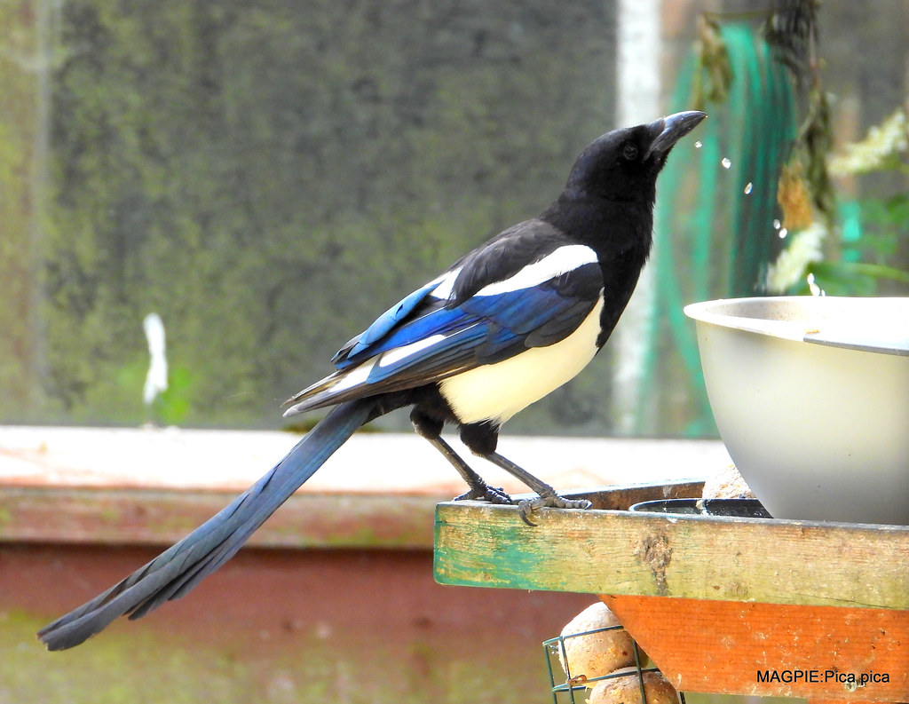 Magpie drinking